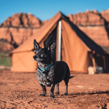 13 regatta bell tent sandstone beige in background with dog in front