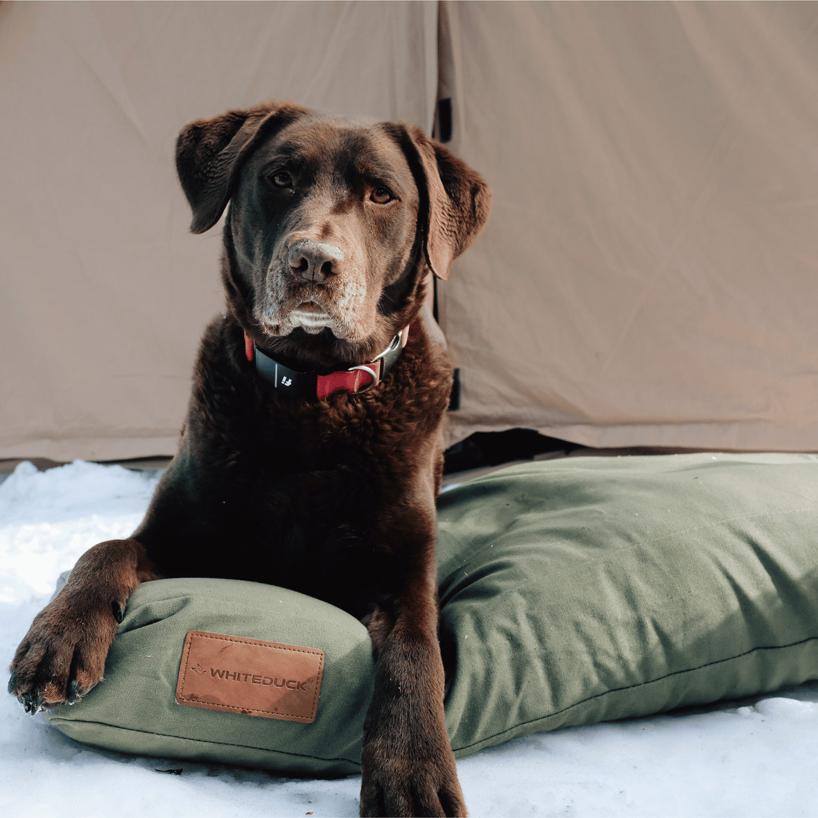 Dog Bed