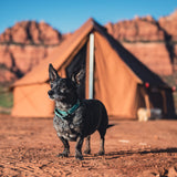 Regatta bell tent in background with dog in focus