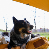 A dog is vibing under the sunshade tarp.