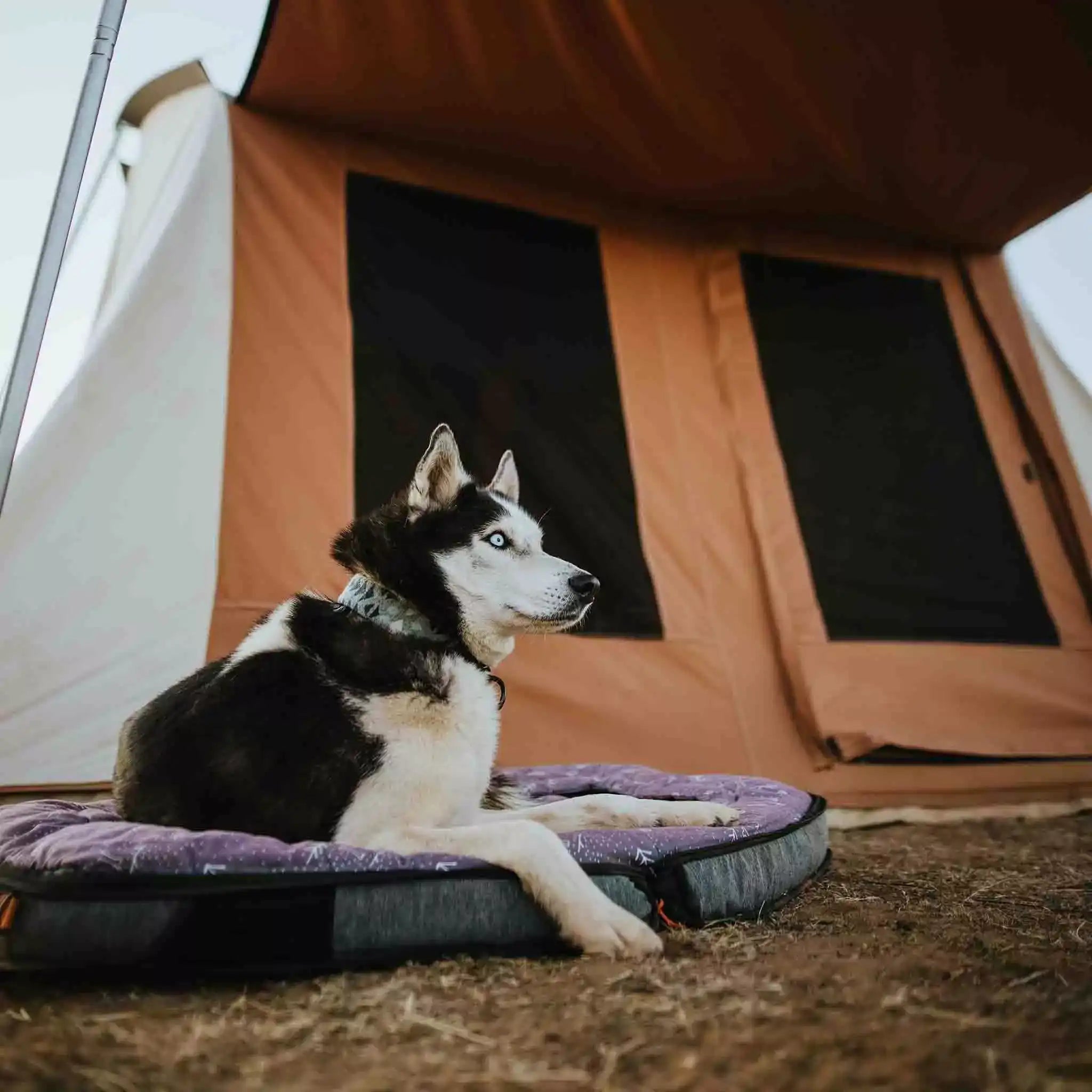 husky dog sitting on a dog bed in front of a prota canvas tent